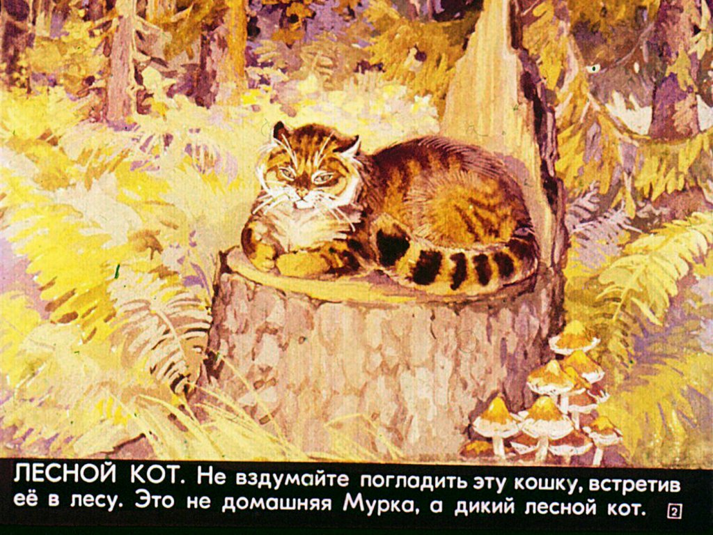 Кадр 2 диафильма «Это все - кошки»