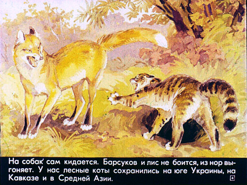 Кадр 4 диафильма «Это все - кошки»