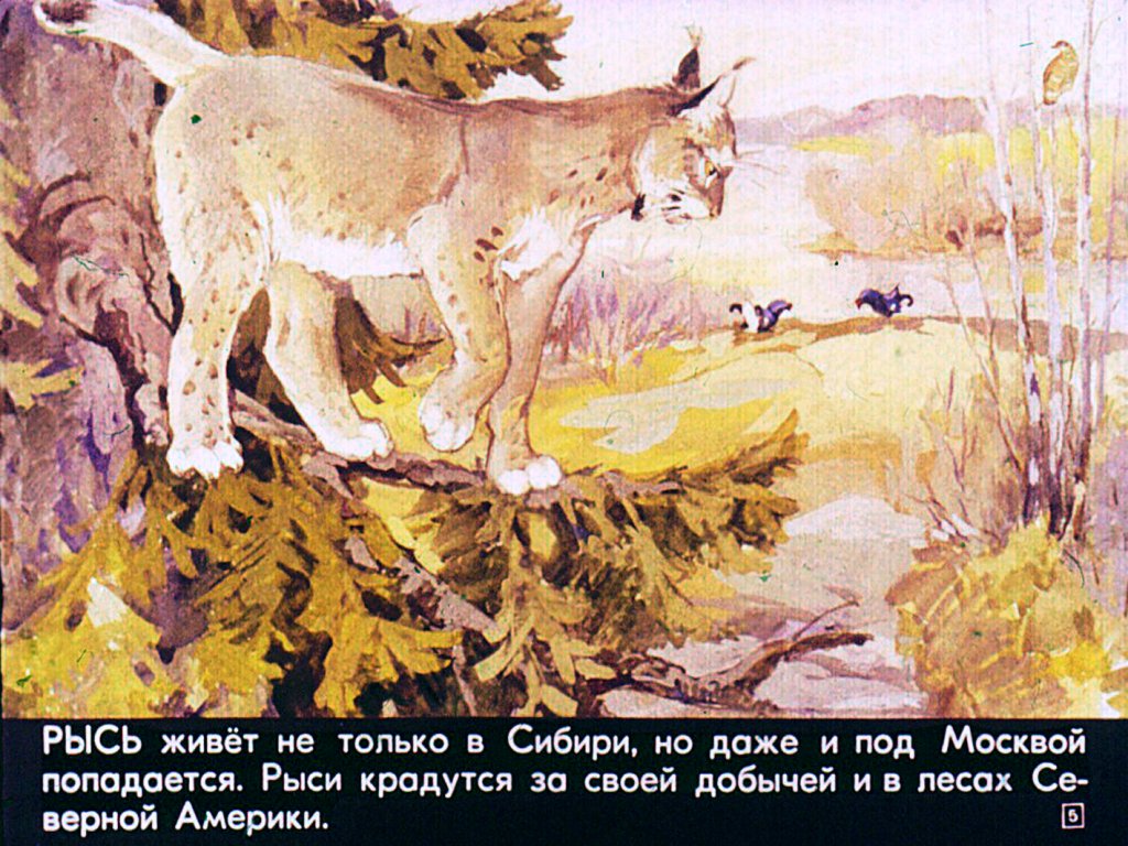Кадр 5 диафильма «Это все - кошки»