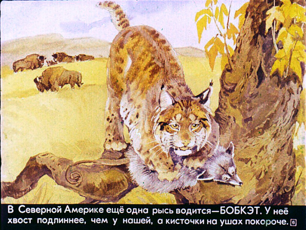 Кадр 6 диафильма «Это все - кошки»