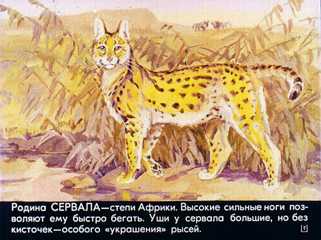 Кадр 7 диафильма «Это все - кошки»