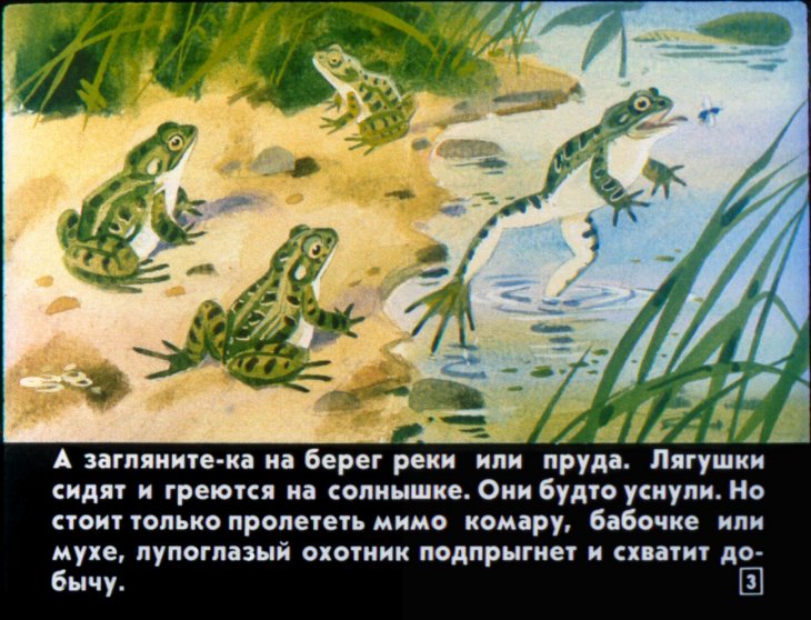 Кадр 3 диафильма «Кто как лето проводит»