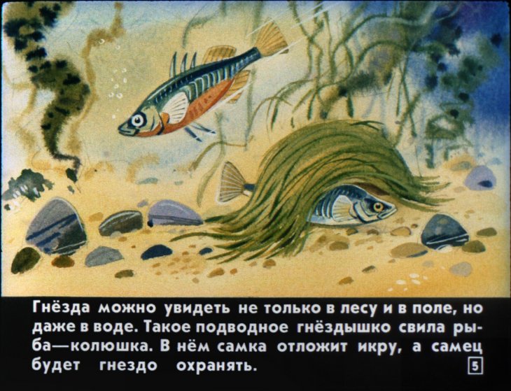 Кадр 5 диафильма «Кто как лето проводит»