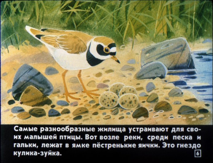 Кадр 6 диафильма «Кто как лето проводит»