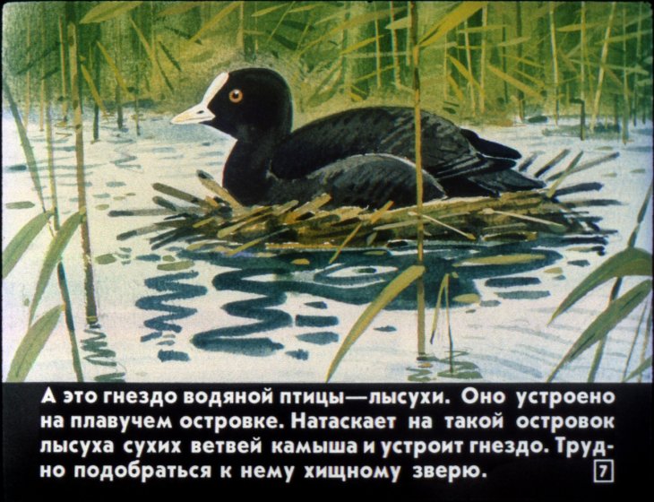 Кадр 7 диафильма «Кто как лето проводит»