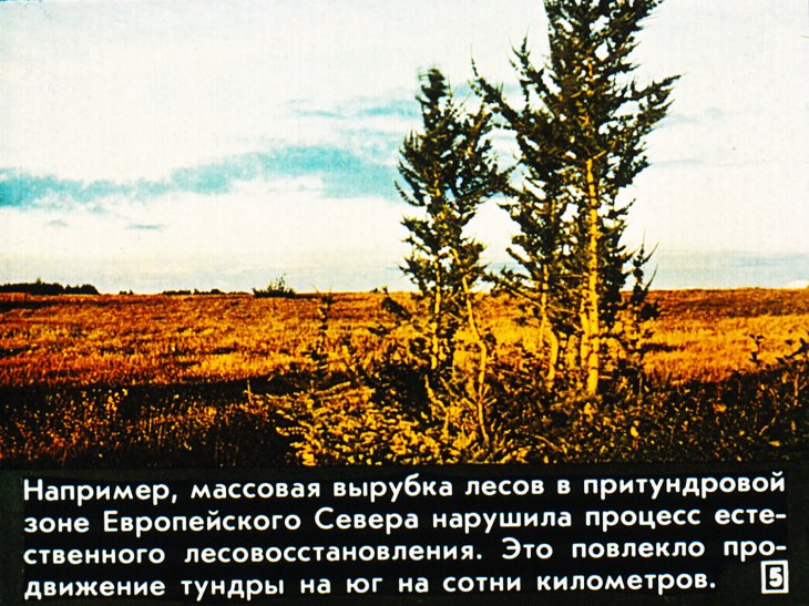 Кадр 5 диафильма «Охрана живой природы»