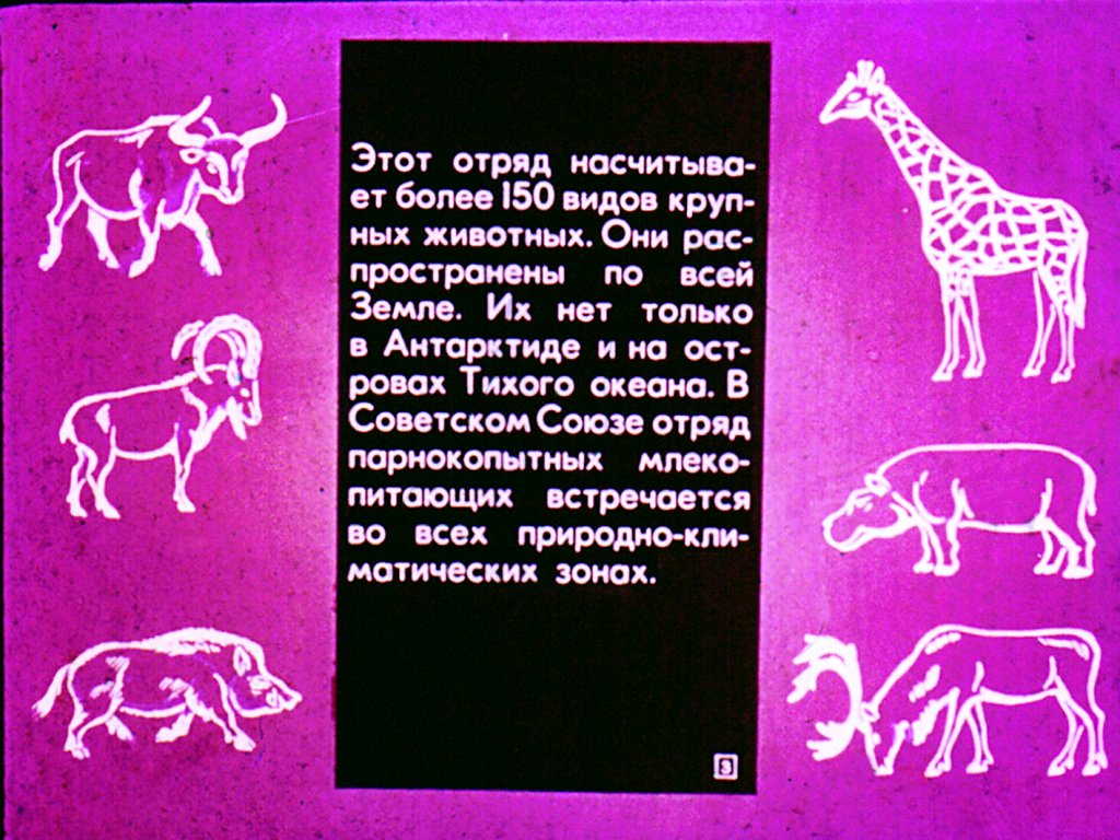 Кадр 3 диафильма «Парнокопытные и непарнокопытные»