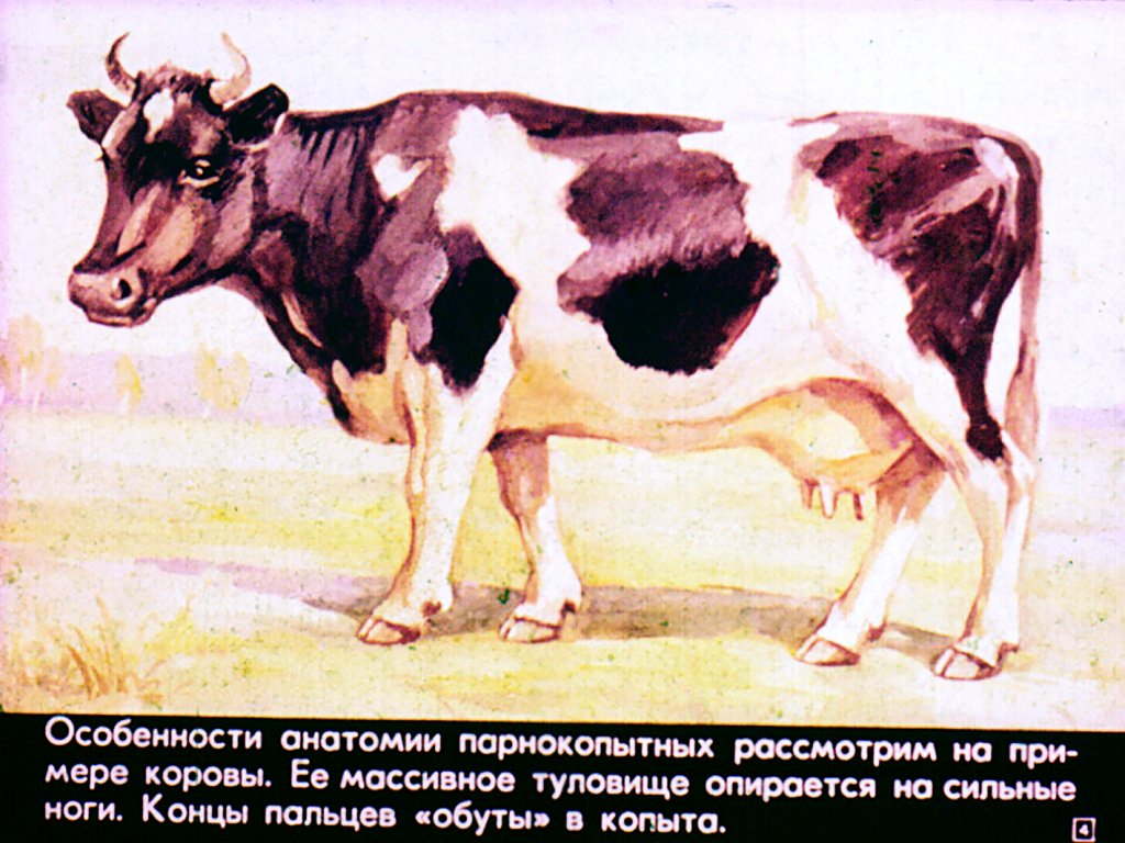 Кадр 4 диафильма «Парнокопытные и непарнокопытные»