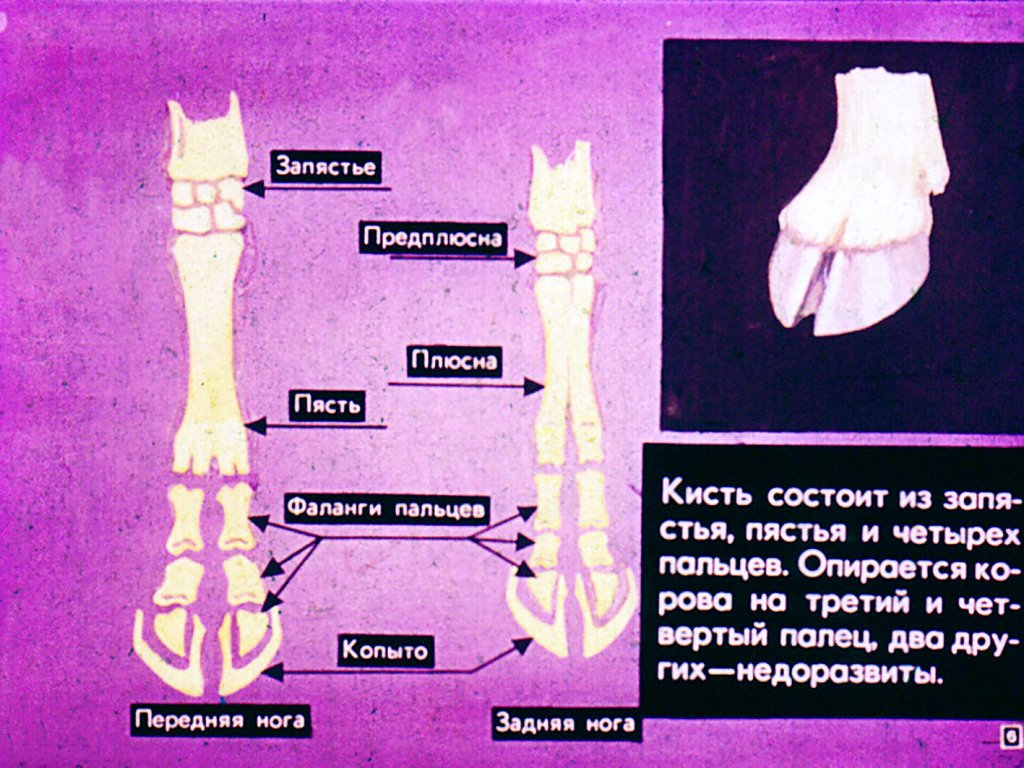 Кадр 6 диафильма «Парнокопытные и непарнокопытные»