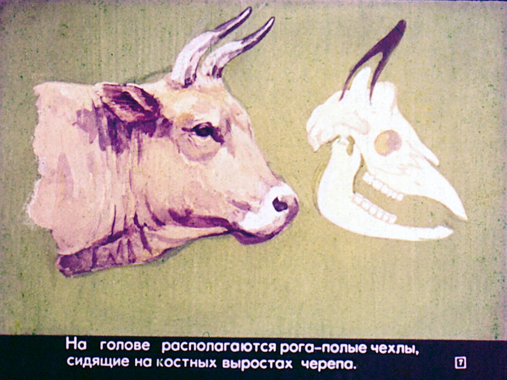 Кадр 7 диафильма «Парнокопытные и непарнокопытные»