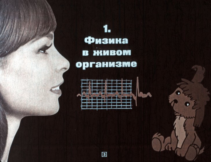 Кадр 3 диафильма «Физика и живая природа»