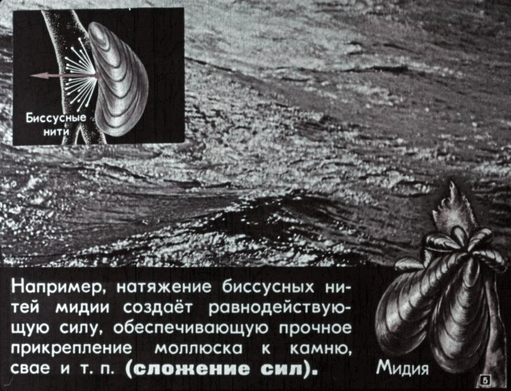 Кадр 5 диафильма «Физика и живая природа»