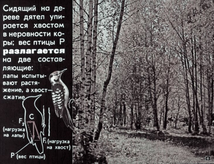 Кадр 6 диафильма «Физика и живая природа»