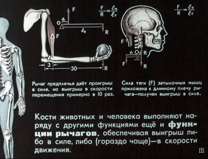 Кадр 7 диафильма «Физика и живая природа»