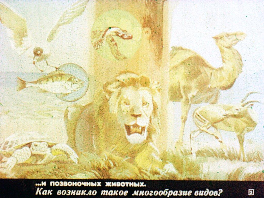 Кадр 3 диафильма «Эволюция животного мира»