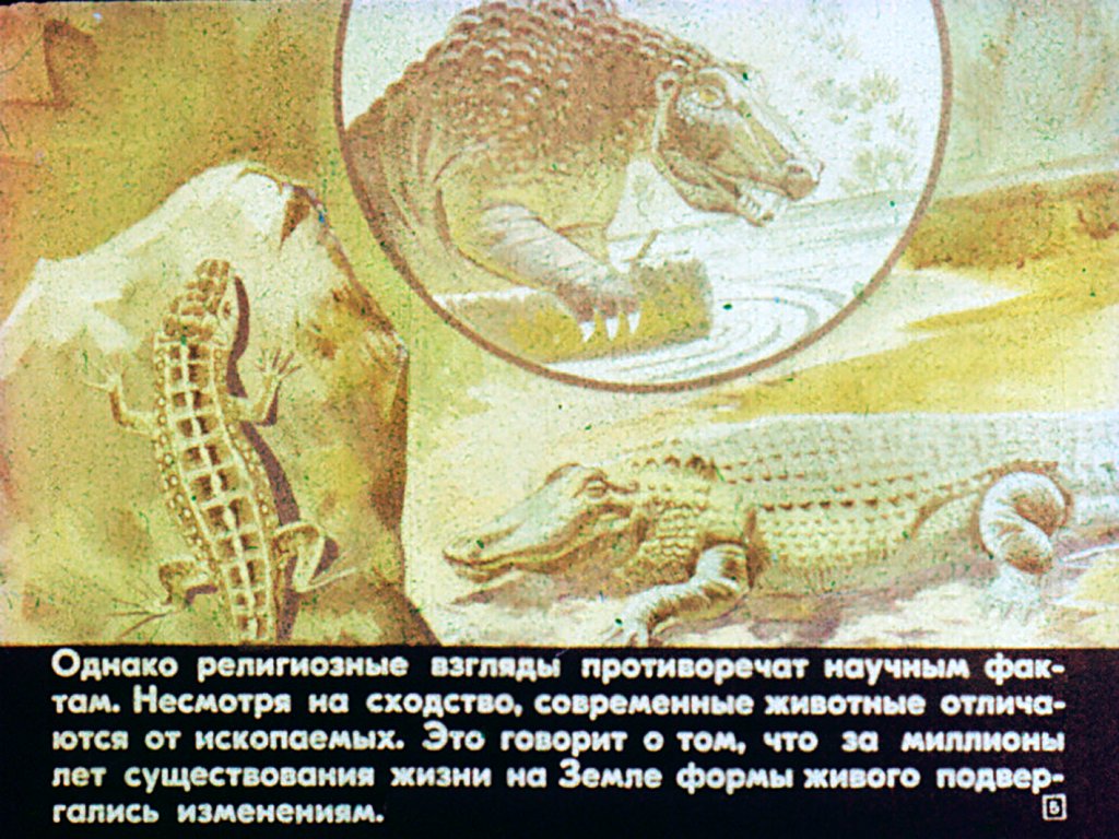 Кадр 5 диафильма «Эволюция животного мира»