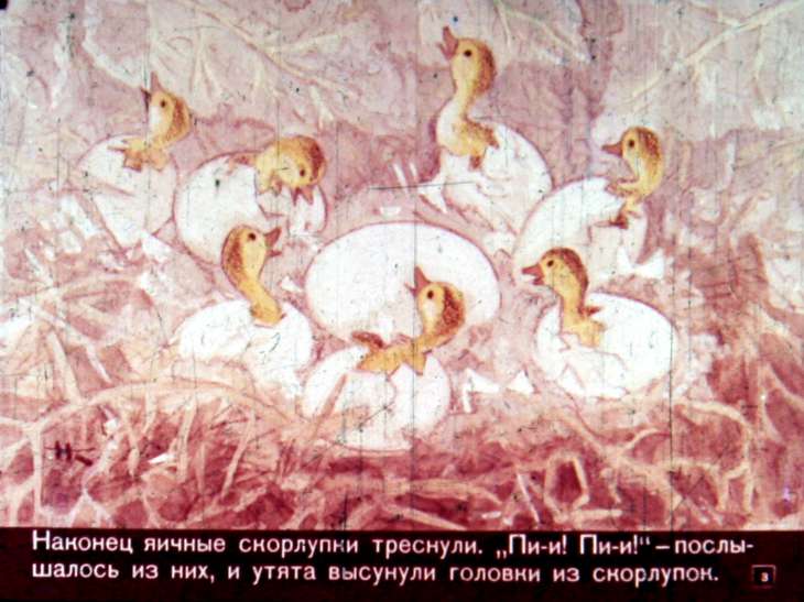 Кадр 3 диафильма «Гадкий утенок»