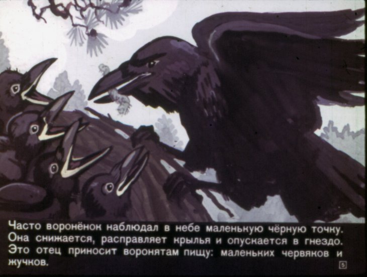 Кадр 5 диафильма «Вороненок Яков»