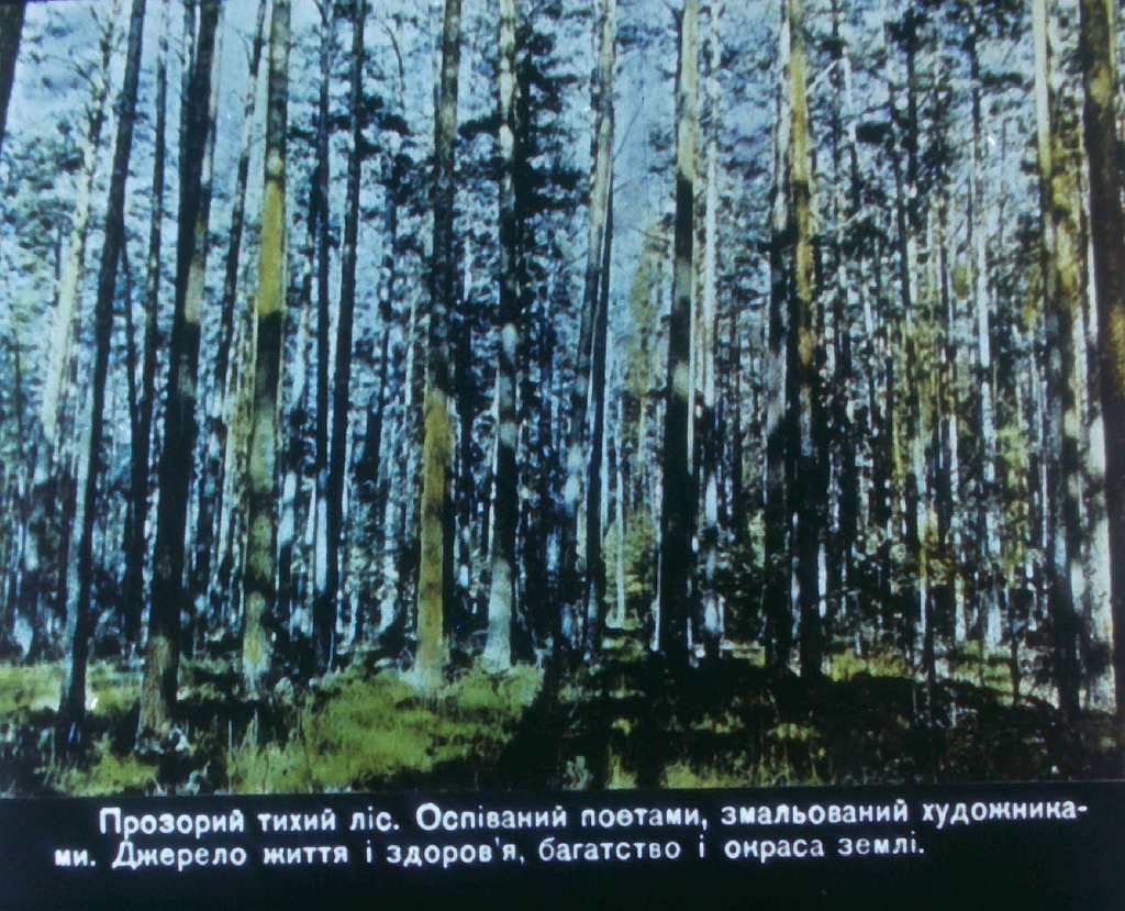 Кадр 3 диафильма «Дерево и изделия из него»