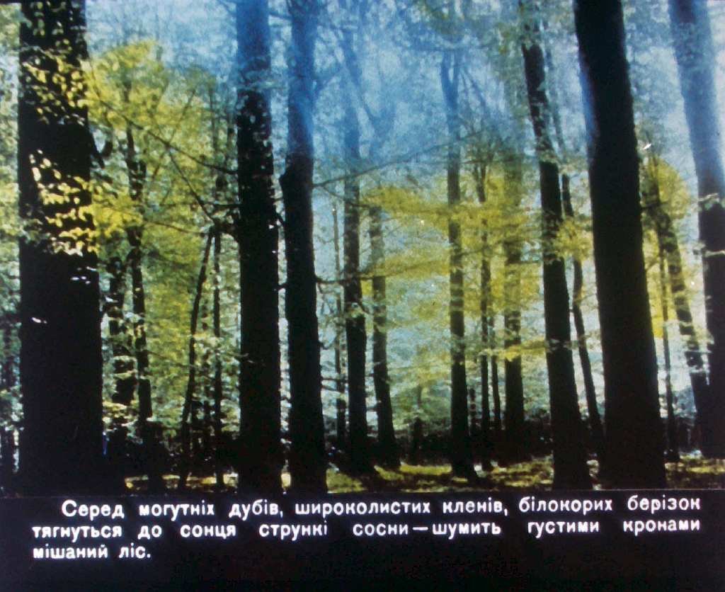 Кадр 5 диафильма «Дерево и изделия из него»