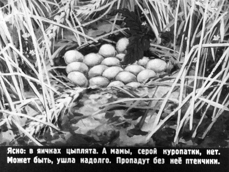 Кадр 6 диафильма «Птенцы-хитрецы»