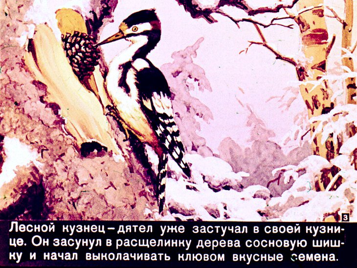 Кадр 3 диафильма «Про белочку - хлопотунью»