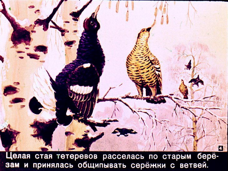 Кадр 4 диафильма «Про белочку - хлопотунью»