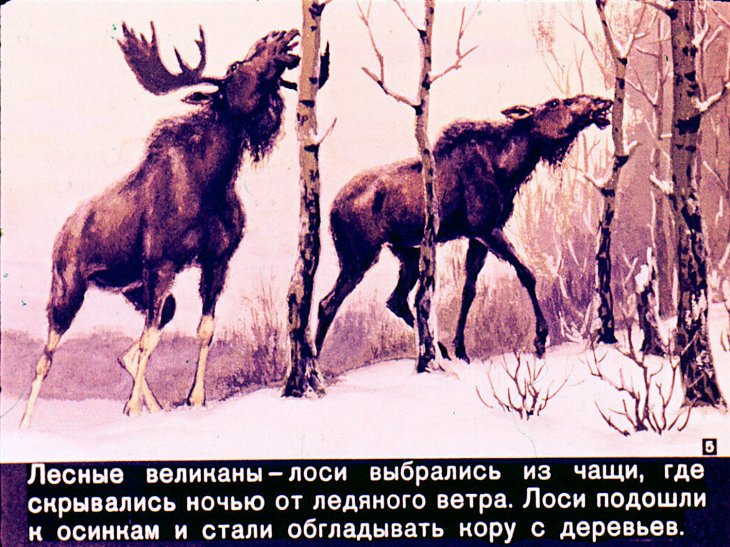 Кадр 5 диафильма «Про белочку - хлопотунью»