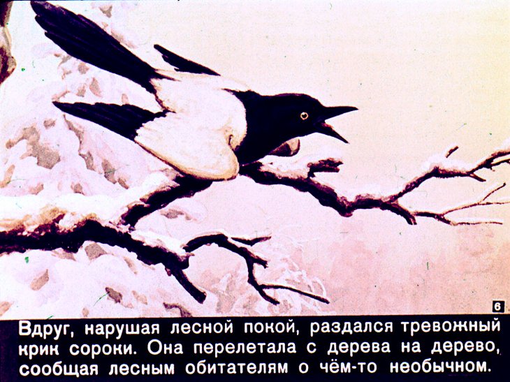 Кадр 6 диафильма «Про белочку - хлопотунью»