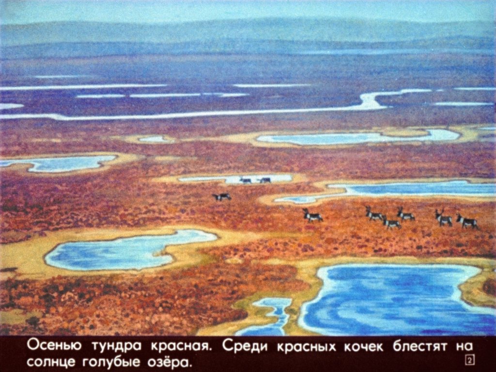 Кадр 2 диафильма «Наши деревья»