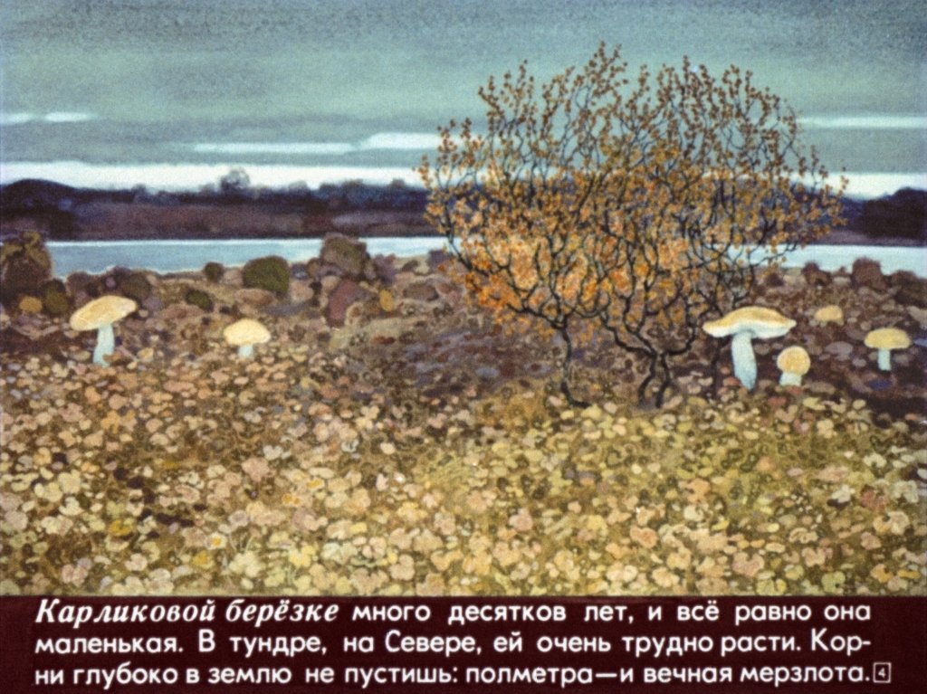 Кадр 4 диафильма «Наши деревья»