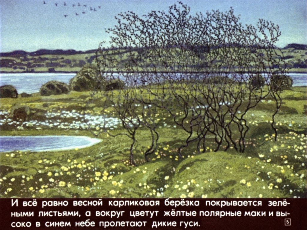 Кадр 5 диафильма «Наши деревья»