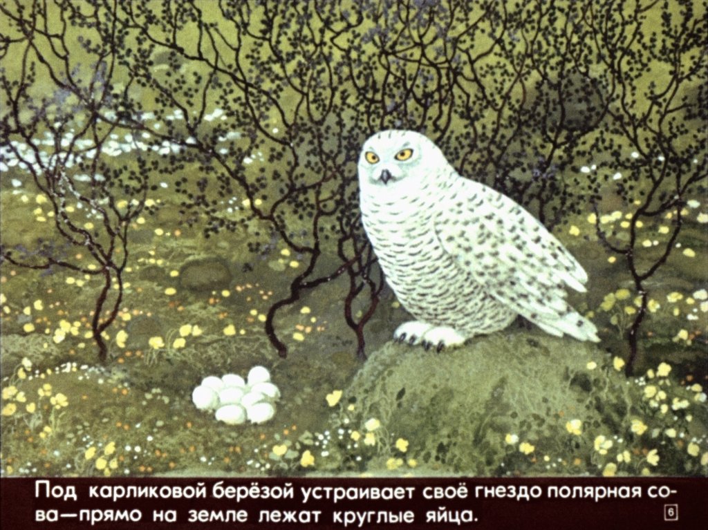 Кадр 6 диафильма «Наши деревья»