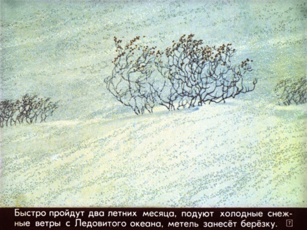 Кадр 7 диафильма «Наши деревья»