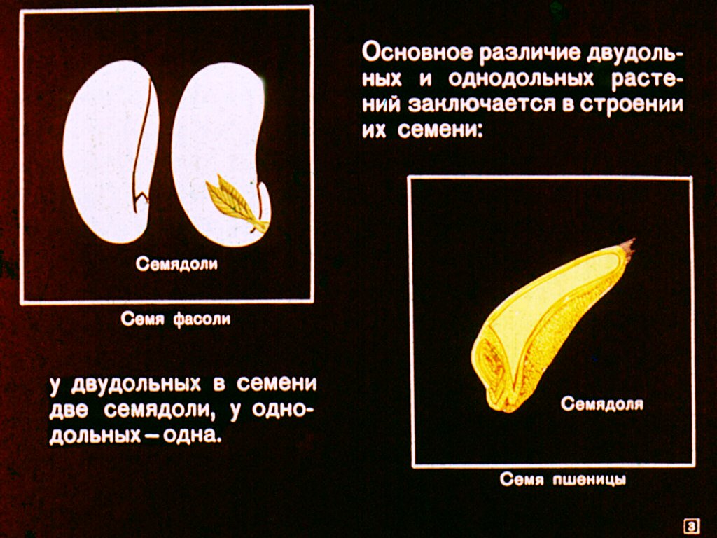 Кадр 3 диафильма «Двудольные растения»