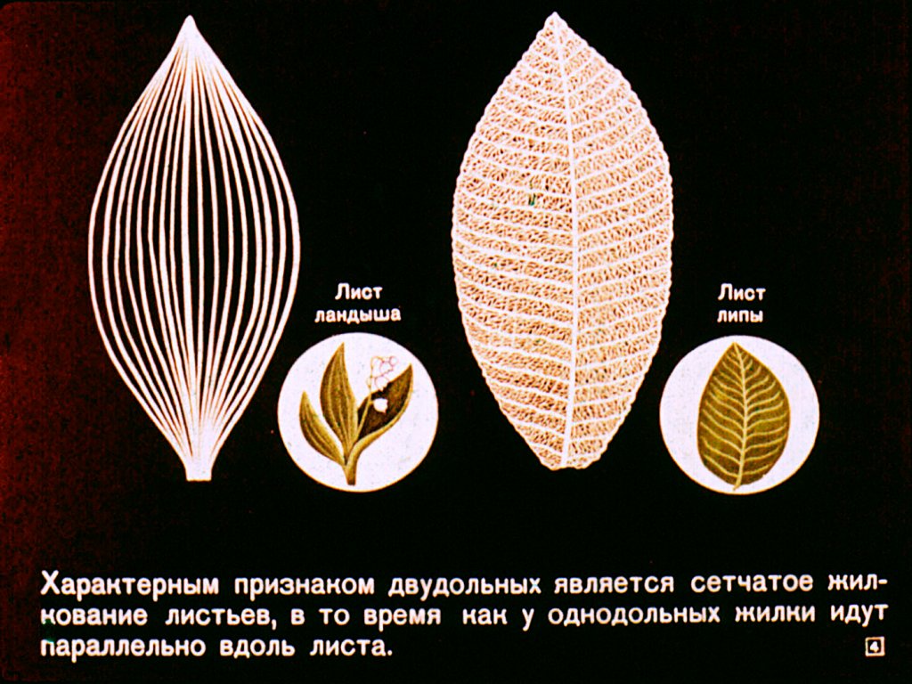 Кадр 4 диафильма «Двудольные растения»