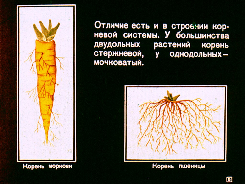 Кадр 5 диафильма «Двудольные растения»