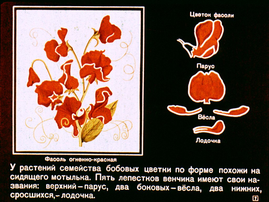 Кадр 7 диафильма «Двудольные растения»