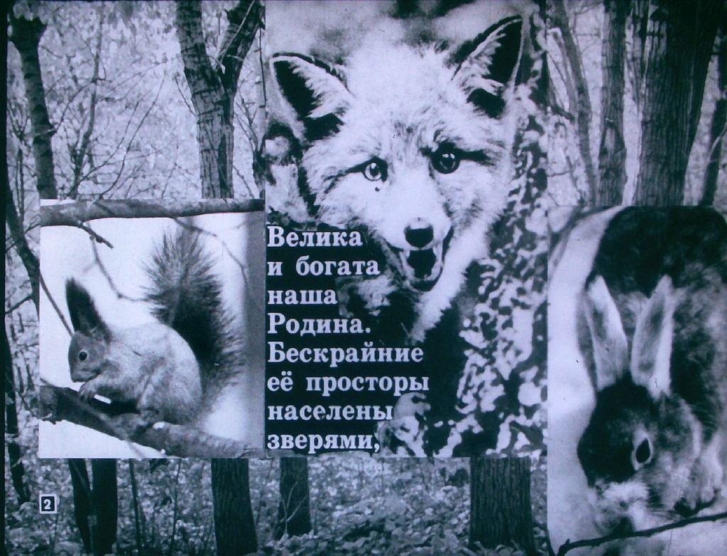 Кадр 2 диафильма «На страже природы»