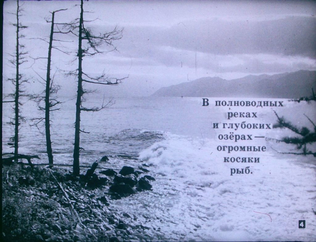 Кадр 4 диафильма «На страже природы»