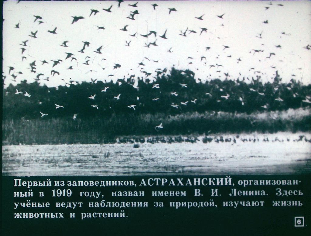 Кадр 6 диафильма «На страже природы»