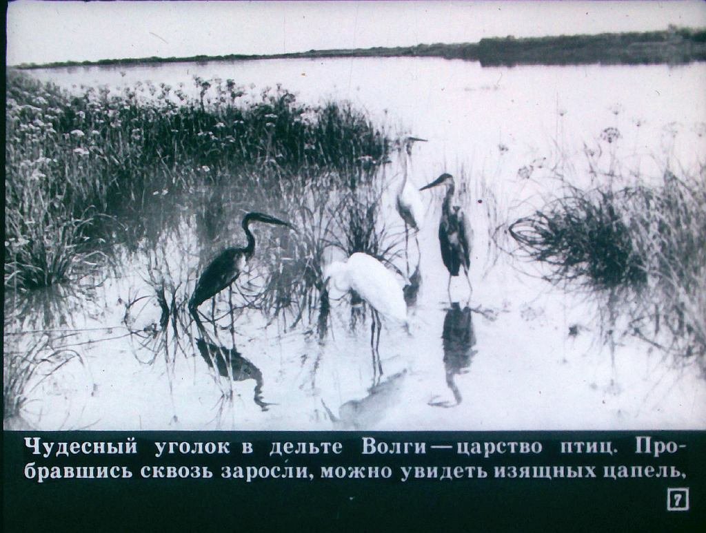 Кадр 7 диафильма «На страже природы»