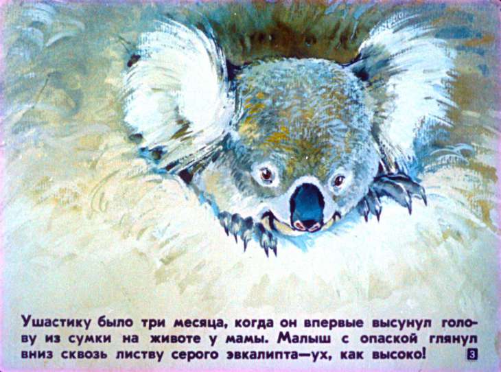 Кадр 3 диафильма «Мы живем в Австралии»