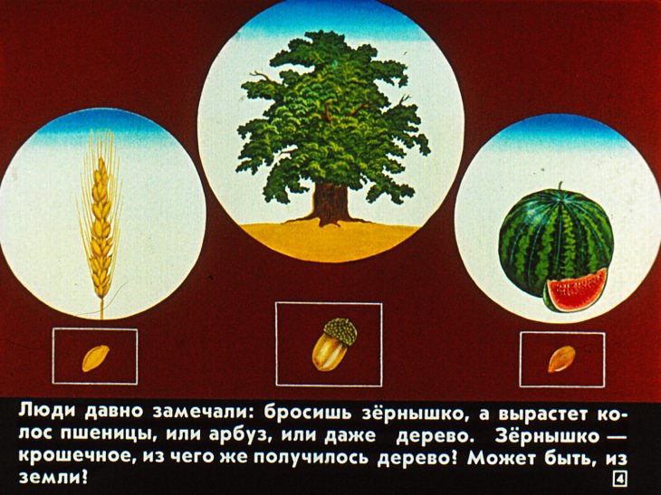 Кадр 4 диафильма «Для чего деревьям листья?»