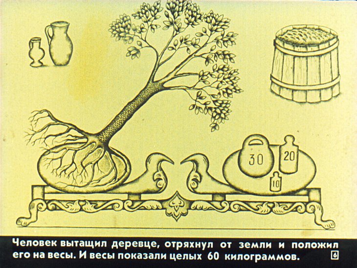 Кадр 6 диафильма «Для чего деревьям листья?»