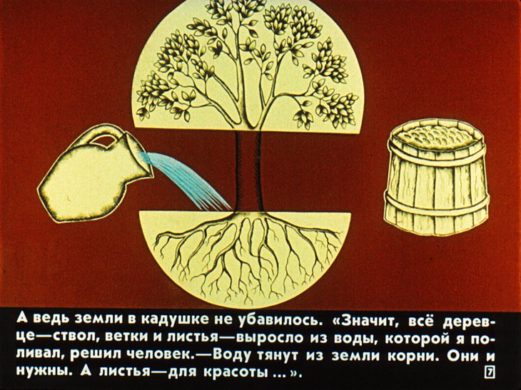Кадр 7 диафильма «Для чего деревьям листья?»