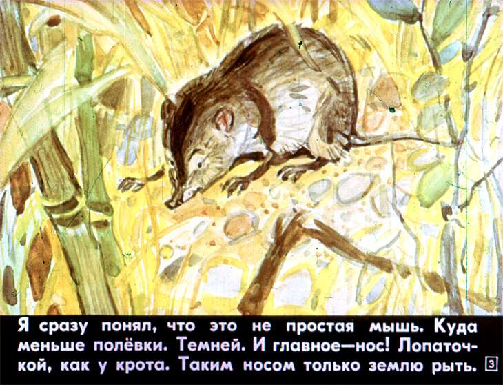 Кадр 3 диафильма «Белозубка»