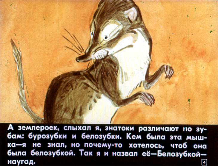 Кадр 4 диафильма «Белозубка»