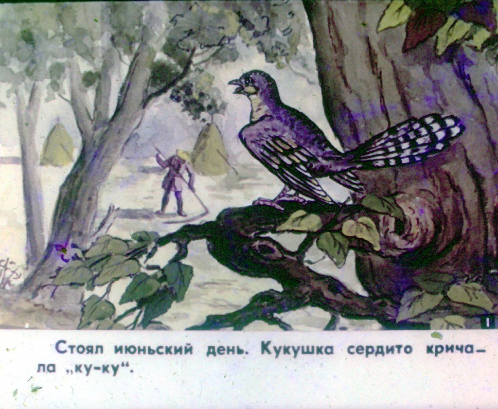 Кадр 2 диафильма «Кукушка. Часть 1»