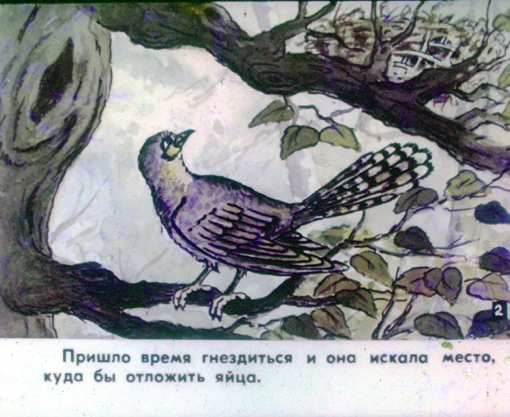 Кадр 3 диафильма «Кукушка. Часть 1»